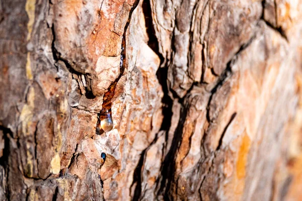 Liten Droppe Harts Tallstam Droppe Harts Barken Ett Träd — Stockfoto