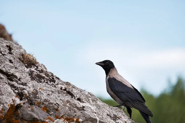 一只侧面的乌鸦坐在石头上 一只灰色的鸟 Hoodie — 图库照片