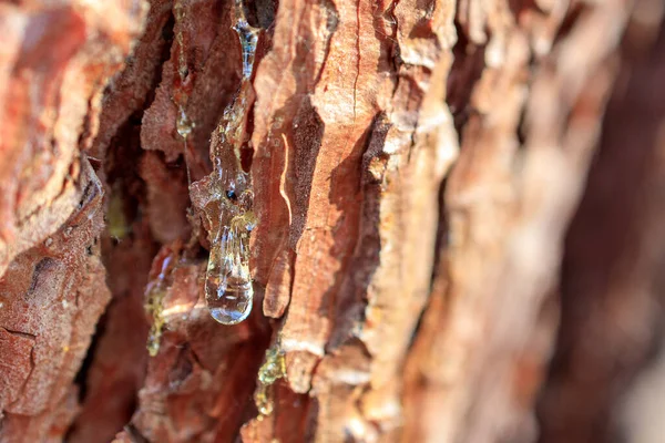 Vätskegul Droppe Harts Syns Genom Barken Ett Tallar Bark Och — Stockfoto