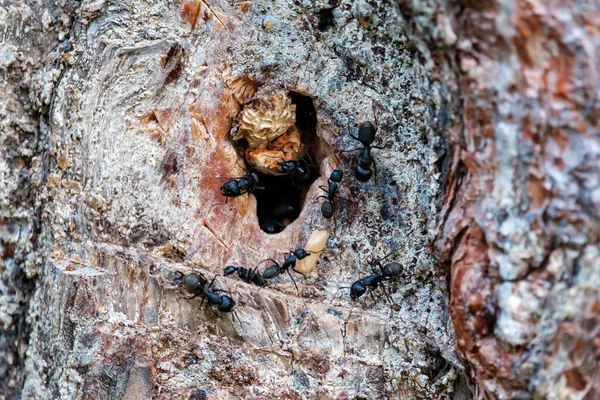 Schwarze Ameisen Arbeiten Einem Baumstamm Der Nähe Einer Mulde Eine — Stockfoto