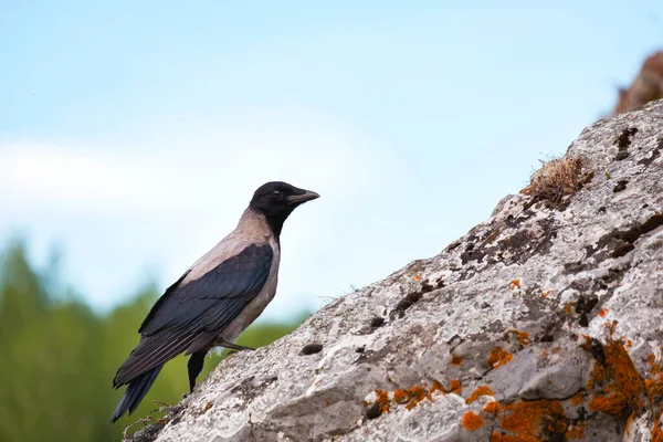 灰色的乌鸦坐在布满苔藓的石头上 一只小鸟在岩石上 — 图库照片