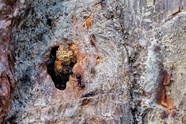 木の穴の近くの松の幹の黒いアリです アリの生活プロセス — ストック写真