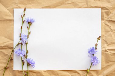 Kağıt arkaplan beyaz kağıt ve hindiba çiçekleri üzerinde üst görünüm. Çiçek ve bemagi bitkisi. Yazı için boşluk