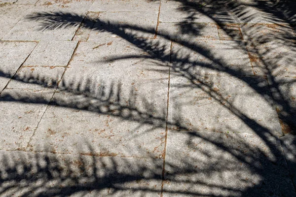 Ombra Una Palma Sul Pavimento Pietre Rettangolari Pavimentazione Cui Rami — Foto Stock