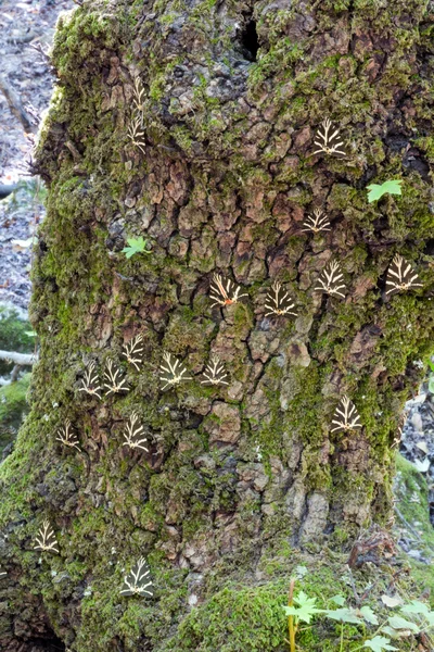 Dalen av fjäril, Rhodos — Stockfoto