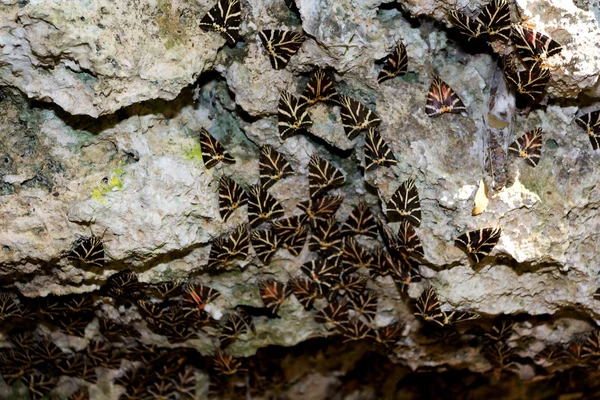 Dalen av fjäril, Rhodos — Stockfoto