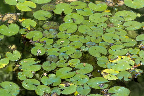 Tal der Schmetterlinge, Rhodos — Stockfoto