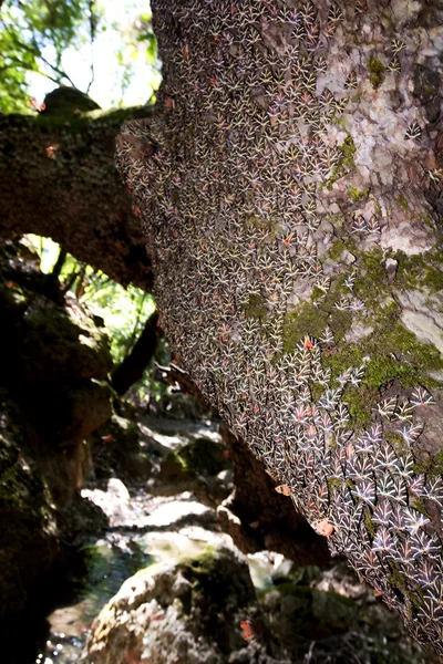 Valle della Farfalla, Rodi — Foto Stock