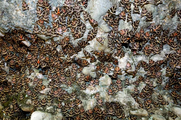 Valley of Butterfly, Rhodes — Stock Photo, Image