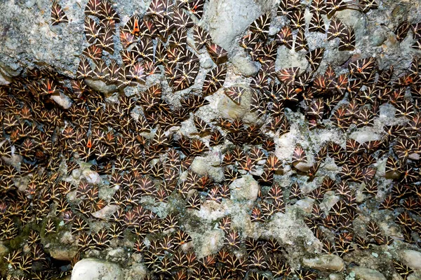 Vallei van vlinder, rhodes — Stockfoto
