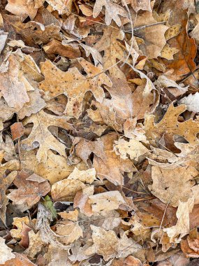 Buz gününde sonbahar yaprakları yerde.