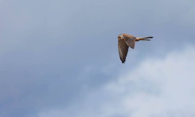 Kestrel kuşu gökyüzünde uçuyor