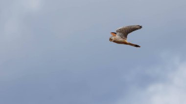 Kestrel kuşu gökyüzünde uçuyor