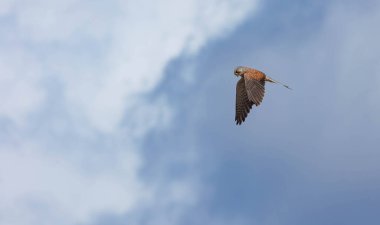 Kestrel kuşu gökyüzünde uçuyor