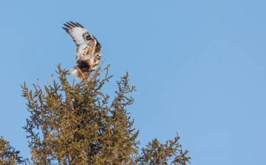 Kaba bacaklı Şahin kuşu doğada