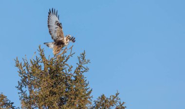 Kaba bacaklı Şahin kuşu doğada