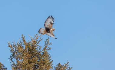 Kaba bacaklı Şahin kuşu doğada