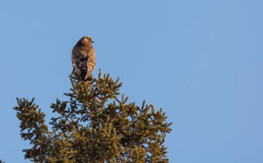 Kaba bacaklı Şahin kuşu doğada