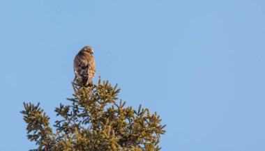 Kaba bacaklı Şahin kuşu doğada