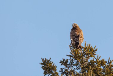 Kaba bacaklı Şahin kuşu doğada