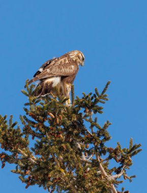 Kaba bacaklı Şahin kuşu doğada