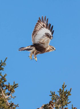 Kaba bacaklı Şahin kuşu doğada