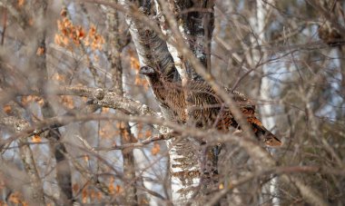 Ormandaki ağaçtaki yabani hindi