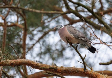 Turtle Dove ormandaki ağaç dalında