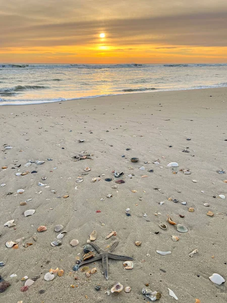 Kumsalda deniz kabukları gün batımında