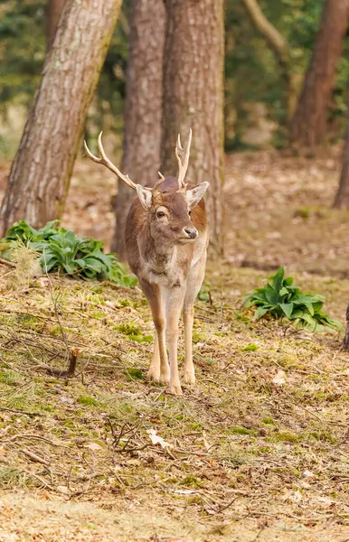 Beautiful Wild Deer Forest — Photo