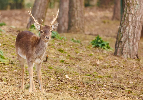 Beautiful Wild Deer Forest — Photo