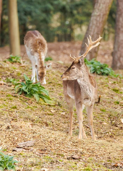 Beautiful Wild Deers Forest — Photo