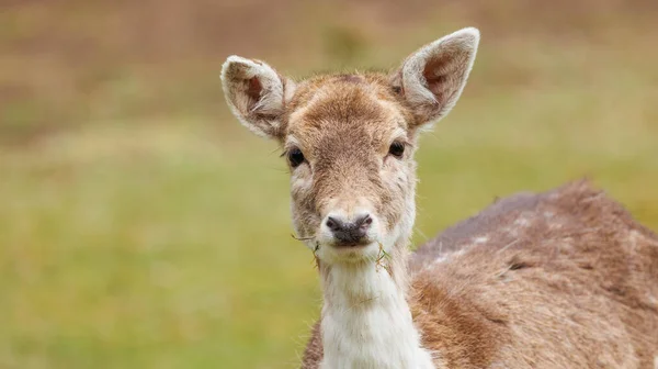 Beautiful Wild Deer Forest — Photo