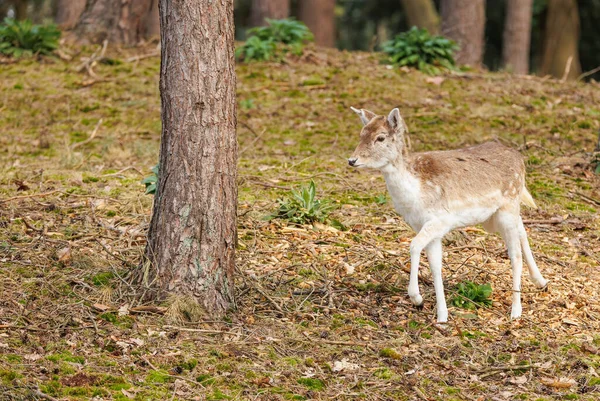 Bellissimo Cervo Selvatico Nella Foresta — Foto Stock