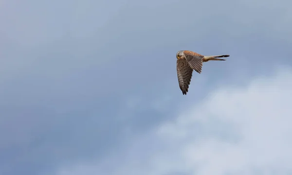 空を飛ぶケストレル鳥 — ストック写真