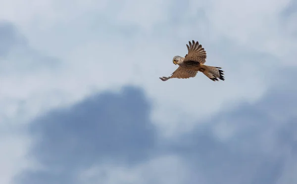 Kestrel Bird Flying Sky — стоковое фото