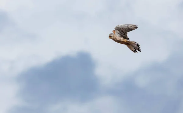 Kestrel Bird Flying Sky — 스톡 사진
