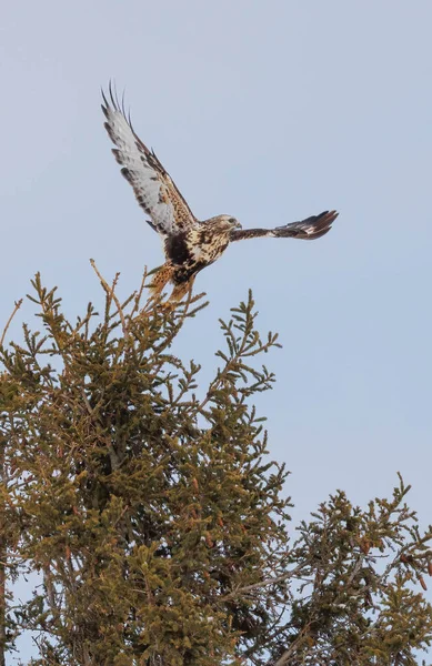 Kaba bacaklı Şahin kuşu doğada