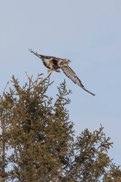 Raubeiniger Falkenvogel Der Natur — Stockfoto