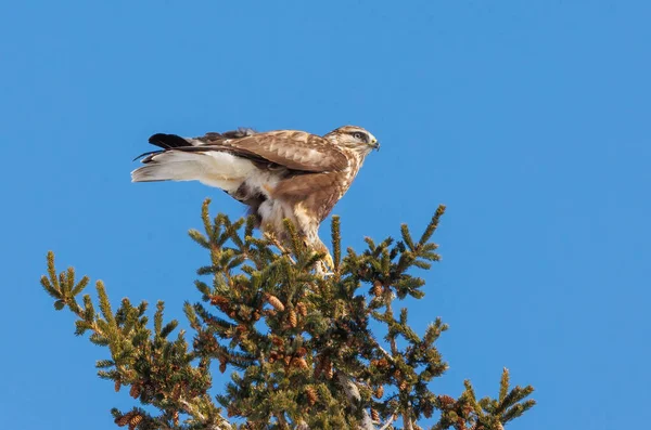 Kaba bacaklı Şahin kuşu doğada