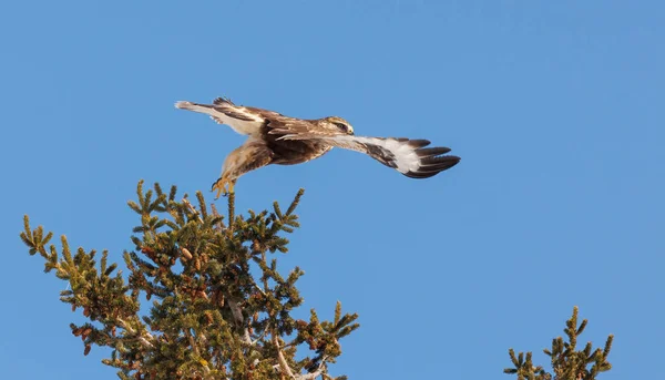 Surowe Nogi Ptak Hawk Przyrodzie — Zdjęcie stockowe