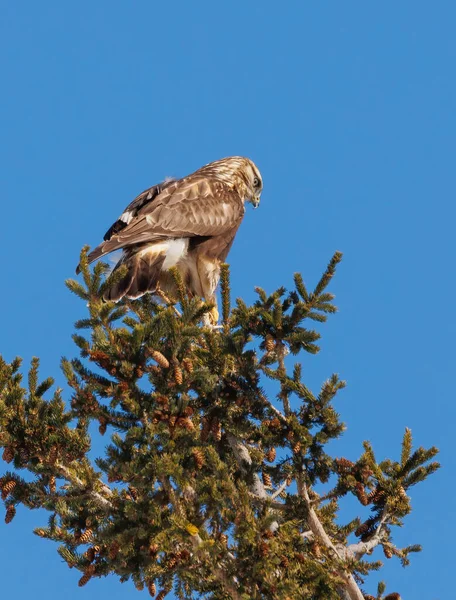 Kaba bacaklı Şahin kuşu doğada