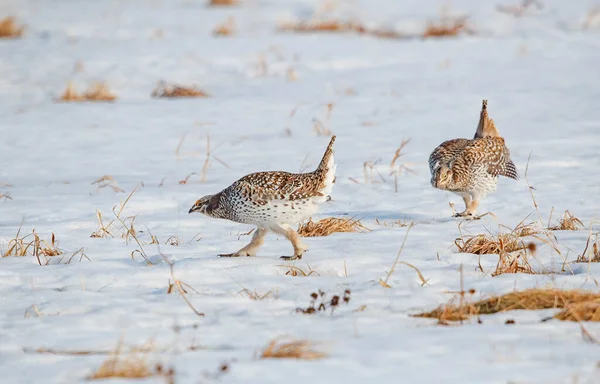 Sharp Tailed Grouse Snowy Meadow Winter — Stock Photo, Image