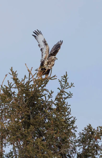 Kaba bacaklı Şahin kuşu doğada