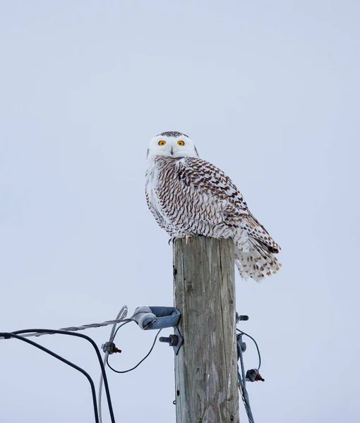 Beautiful Snowy Owl Nature — стоковое фото