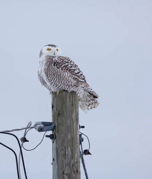 Beautiful Snowy Owl Nature — стоковое фото