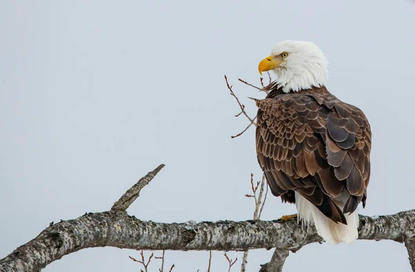 Bald Eagle Tree Branch Background Sky Royalty Free Stock Photos