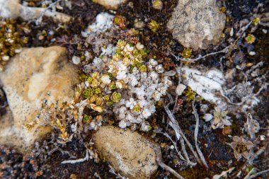 Güzel kutup bitkileri ve taşlar