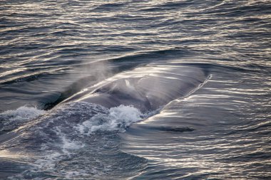 Deniz suyunda Mavi Balina