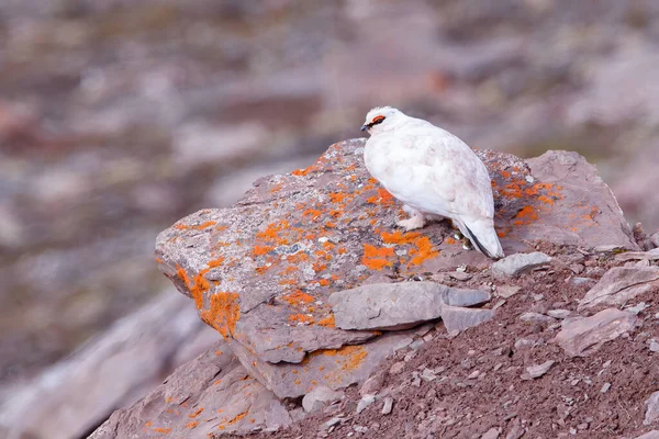 Beautiful White Bird Stone Nature — Stock Photo, Image